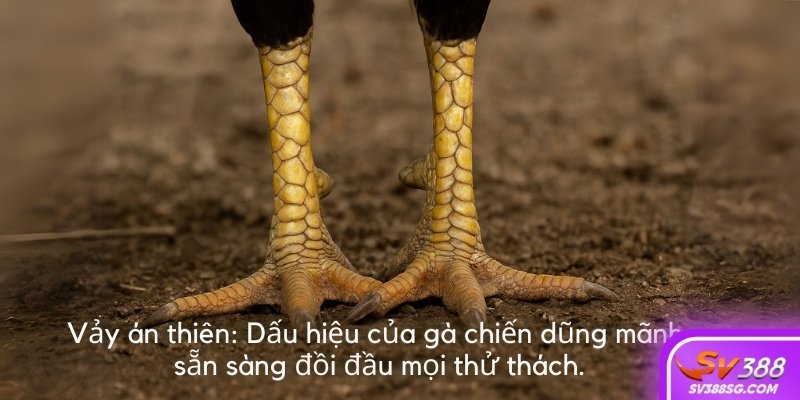 Xem vảy gà án thiên: Dấu hiệu của gà chiến dũng mãnh, sẵn sàng đối đầu mọi thử thách.