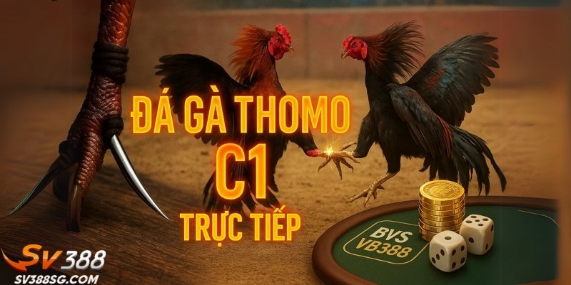 Cựa dao Philippines mang đến trận trực tiếp đá gà C1 hôm nay máu lửa.